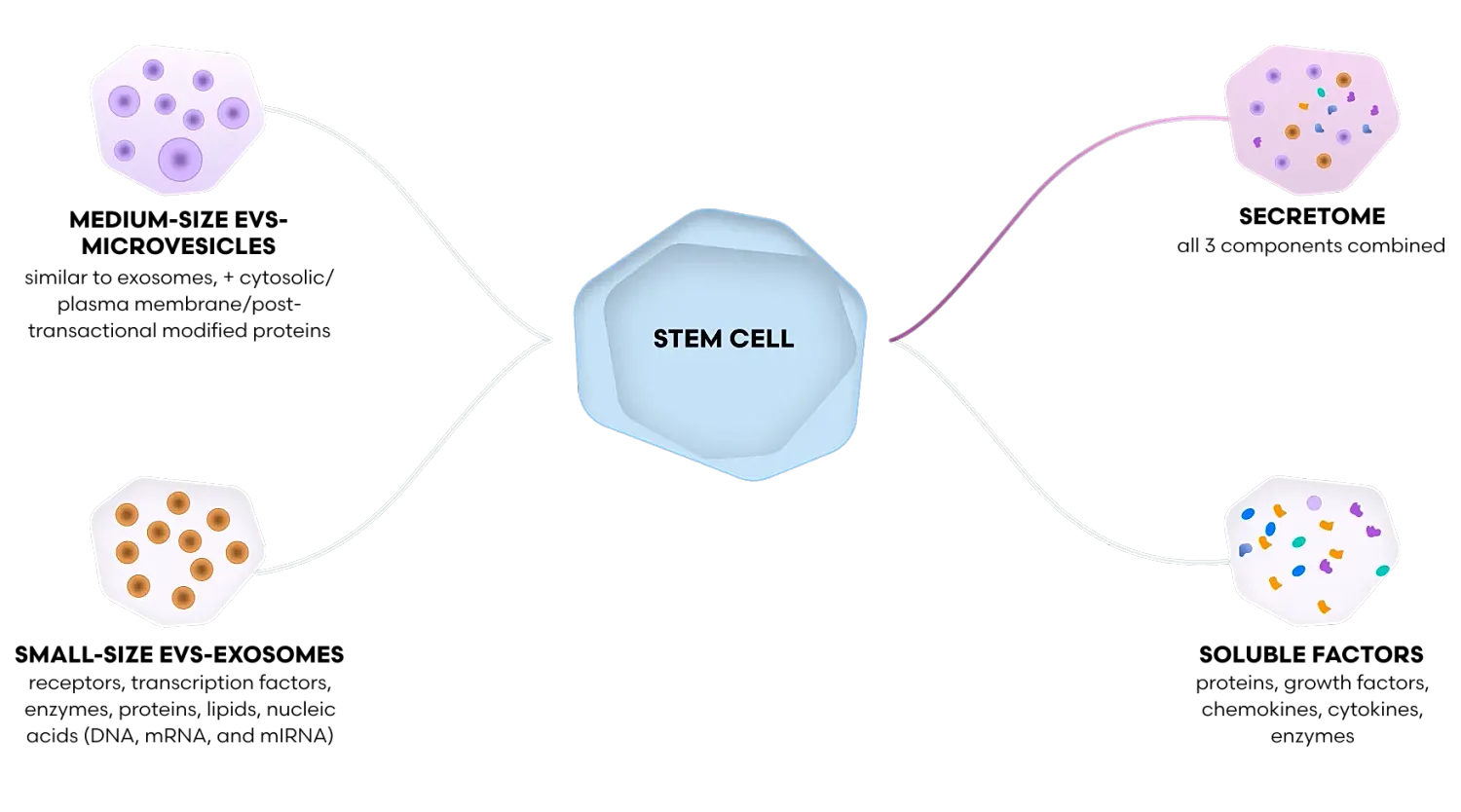 Stem cell secretome diagram showing medium-size EVs-microvesicles, small-size EVs-exosomes, soluble factors, and secretome